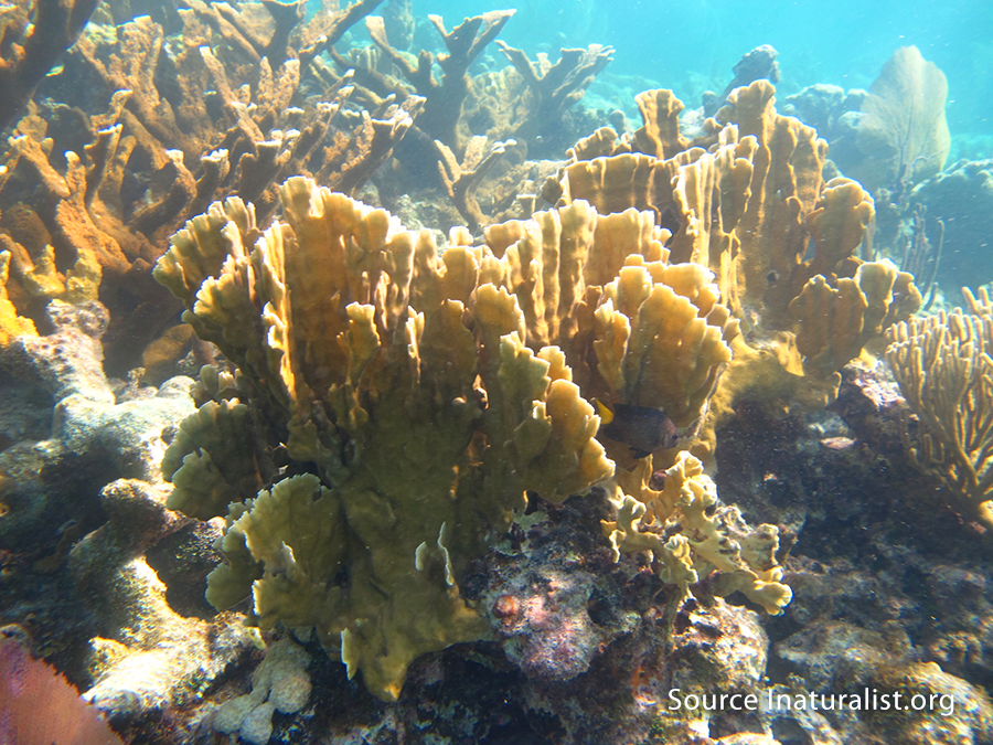 Snorkeling a Curaçao